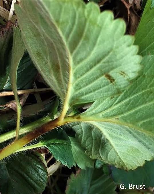 Bruising on Strawberry Leaves University of Maryland Extension